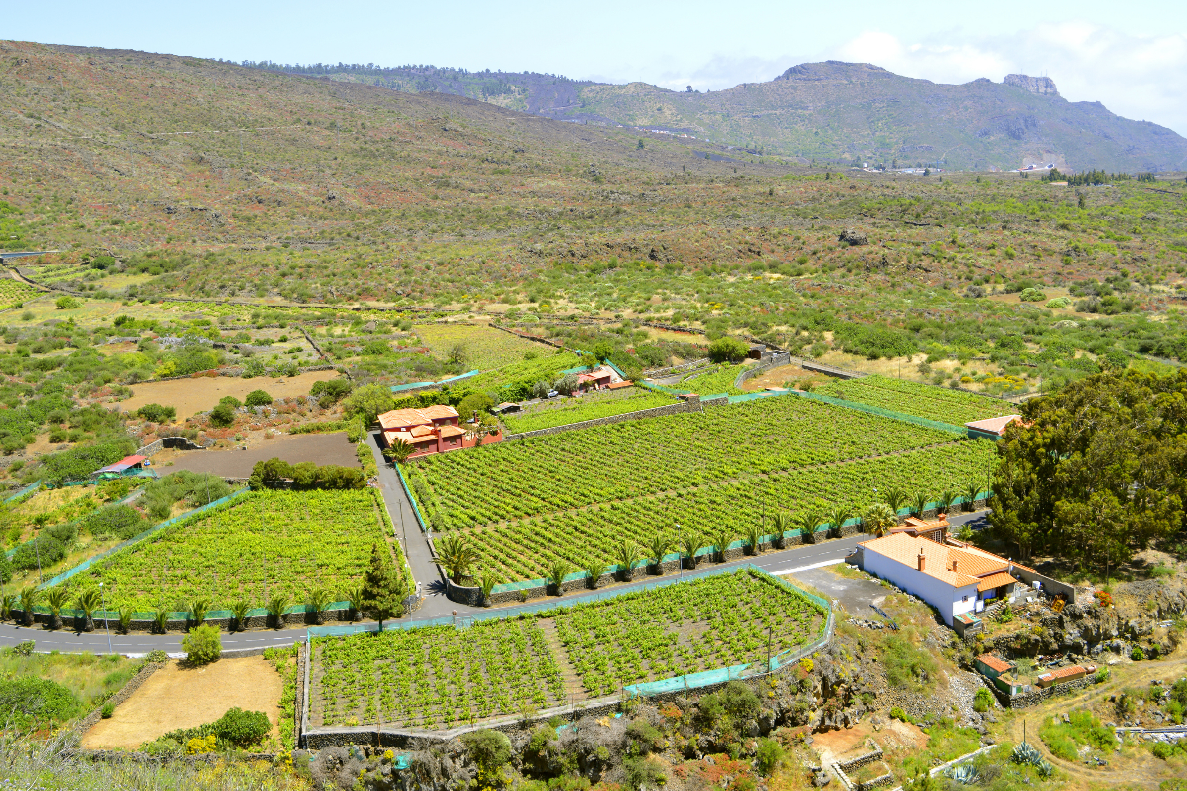Vilaflor,_Santa_Cruz_De_Tenerife[1].webp
